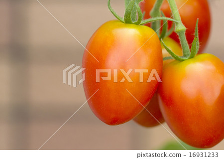 Mini tomatoes and aiko 16931233