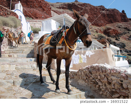 donkey on old stone stairs, Oia, Santorini, Greece donkey on old stone stairs, Oia, Santorini, Greece 16931522