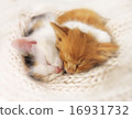 Two sleeping kittens 16931732