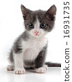 Lovely kitten 16931735