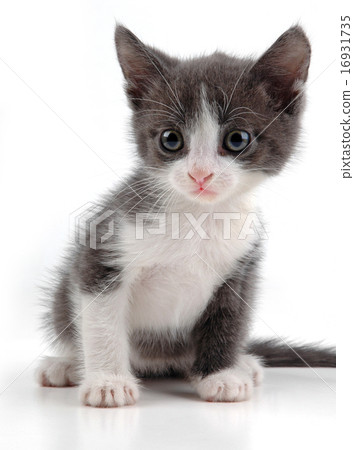 Lovely kitten Lovely kitten 16931735