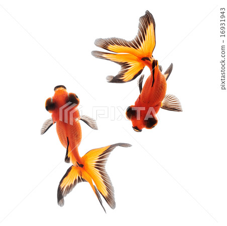 goldfish isolated on background goldfish isolated on background 16931943