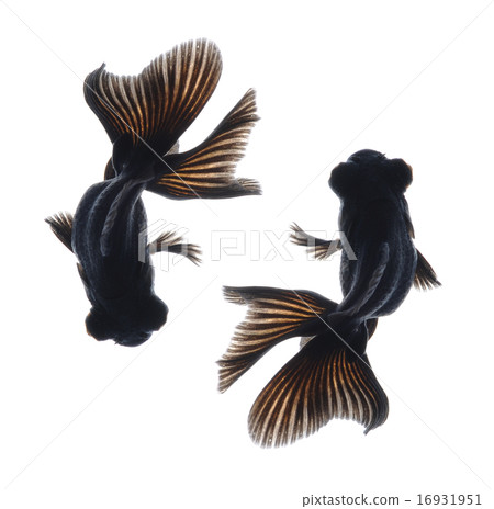 goldfish isolated on background goldfish isolated on background 16931951