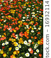 poppy flower field in spring 16932114