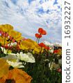 poppy flower field in spring 16932227