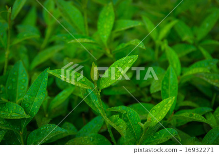 Sprouts of green tea  16932271