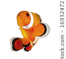 reef fish , clown fish or anemone fish isolated on 16932472