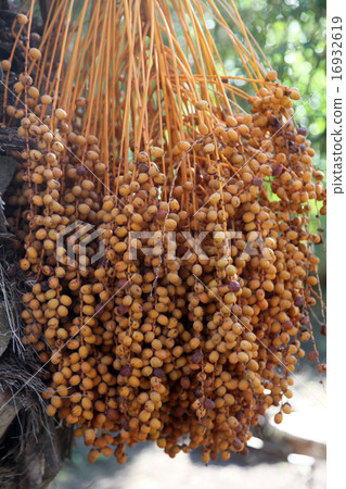 A close up of a phoenix dactylifera palm tree A close up of a phoenix dactylifera palm tree 16932619
