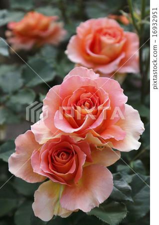 玫瑰“銅管樂隊” 玫瑰“銅管樂隊” 16932951