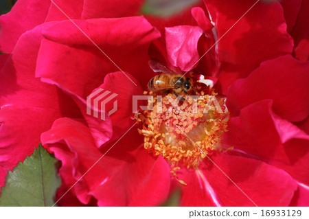 蜜蜂與玫瑰“維克多·雨果” 16933129