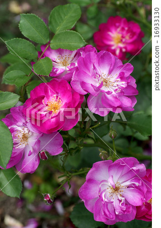 羅斯“國際先驅論壇報” 16933130