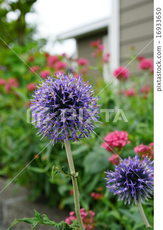 Ruritamaazami Ruritamaazami 16933650