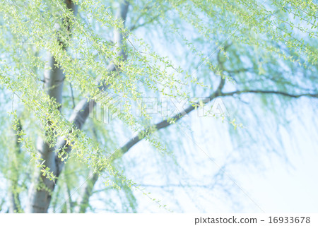 Leaves swaying in the wind 16933678