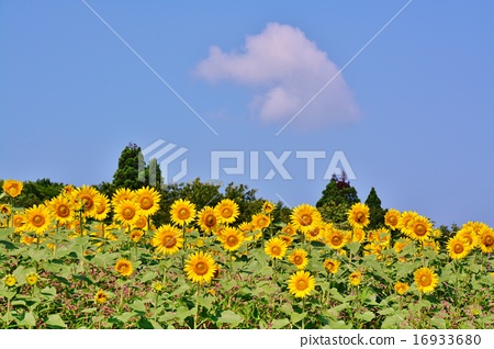 夏天天空 Ojiya山本山高原向日葵領域夏天風景 照片素材 圖片 圖庫