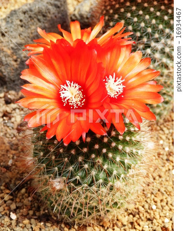 花卉猩紅色繡了雞用仙人掌 16934467