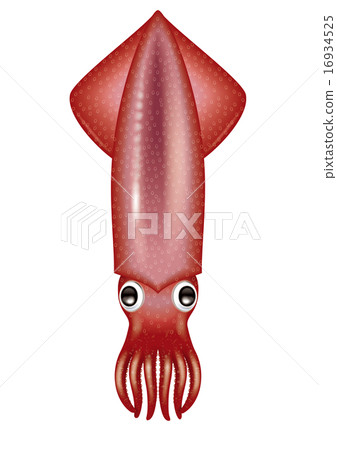 魷魚圖/紅魷魚，真魷魚，葡萄魷魚 16934525