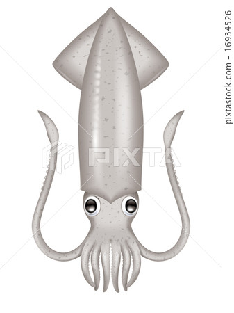 魷魚插圖/白魷魚,真魷魚,魷魚meika 魷魚插圖/白魷魚,真魷魚,魷魚meika 16934526