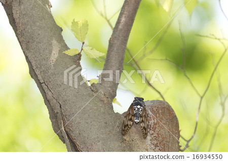 阿巴扎米 16934550