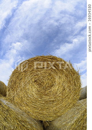 Wheat roll 16934580