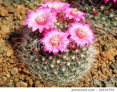 Cacti flower moon sharp circle 16934704