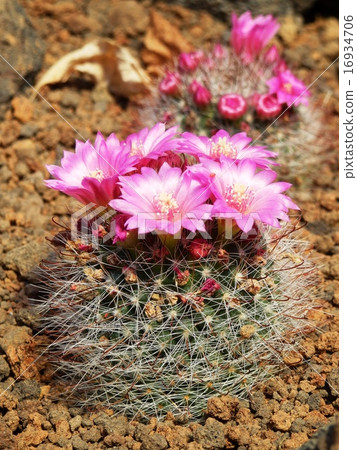 Cacti flower moon sharp circle 16934706