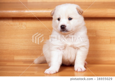 Cute little puppy Cute little puppy 16935029