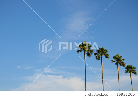 Summer sky Palm tree 16935209