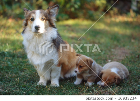 可愛的小狗 可愛的小狗 16935234