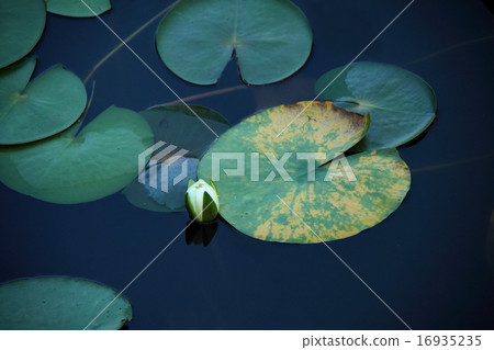 Water lilies of buds Water lilies of buds 16935235