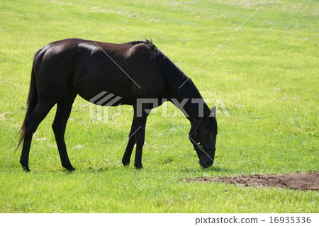 Thoroughbred Thoroughbred 16935336