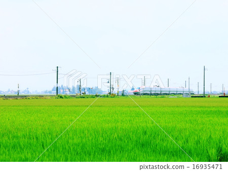 超級小町 16935471