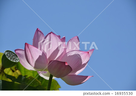 Lotus flower 16935530