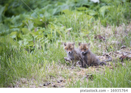 兒童狐狸 兒童狐狸 16935764