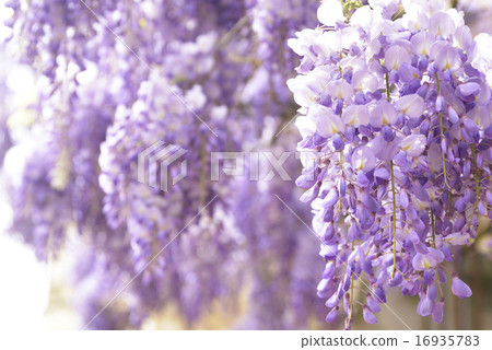  紫藤花 16935783