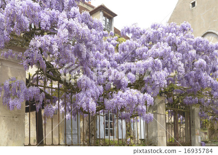  紫藤花 16935784
