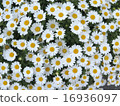 white daisy flower texture background 16936097