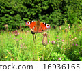 inachis/aglais io butterfly macro photo in nature 16936165