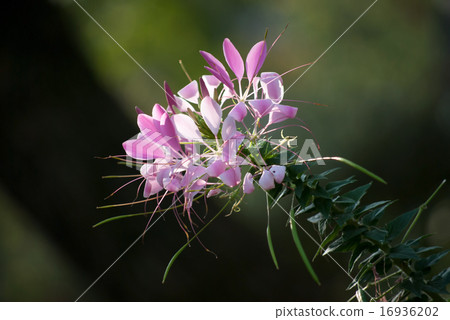 Creme: Western Wind Warts 16936202