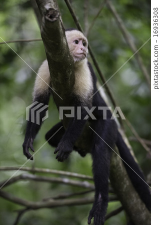Gracile Capuchin Monkey 16936308