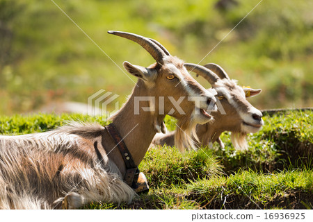 Goats on the Green Grass Goats on the Green Grass 16936925