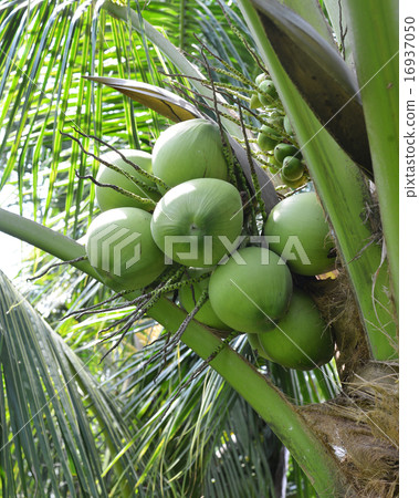 green coconut at tree green coconut at tree 16937050