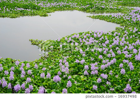 July Flower aquatic plants Hyacinth of Hyacinth 02 Kazo City July Flower aquatic plants Hyacinth of Hyacinth 02 Kazo City 16937498