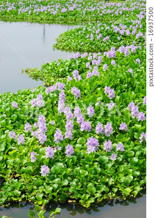 7月花水生植物Hatua-oi組粘土04 Kazo市 16937500