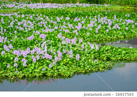 七月花水生植物透明質酸07凱石市風信子 16937503