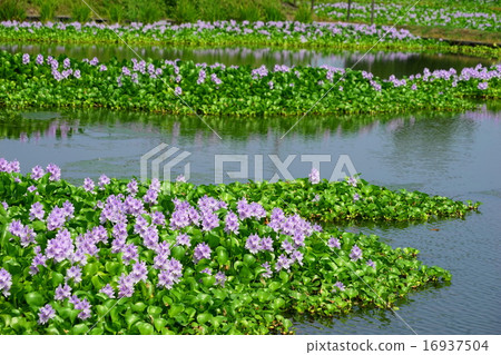 7月花水生植物風信子08 Kazo City風信子 16937504