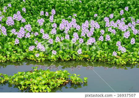 July Flower aquatic plants Hyacinth of Hyacinthia 11 Kasumi City 16937507