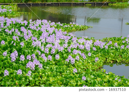 七月花水生植物Hyacinthia簇14 Kasumi 16937510
