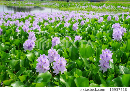 July Flower water hyacinth / Mizua oii family 16 16937518