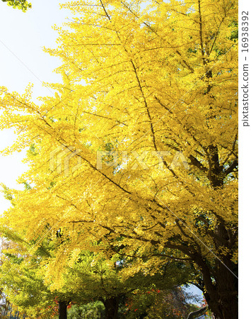 銀杏（Oki） 16938392