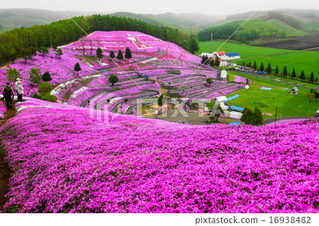 Shiba櫻花一邊粉紅色（Toko koto） 16938482